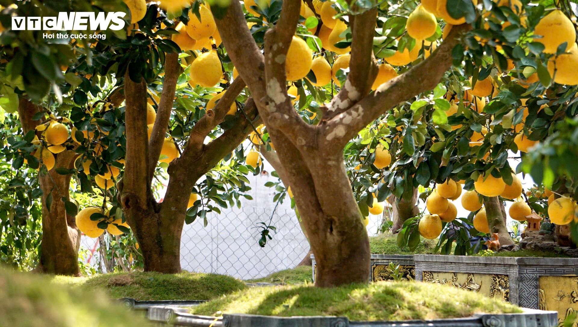 Quất bonsai, bưởi Diễn trưng Tết ế khách, nhà vườn TP.HCM rầu rĩ - Ảnh 3