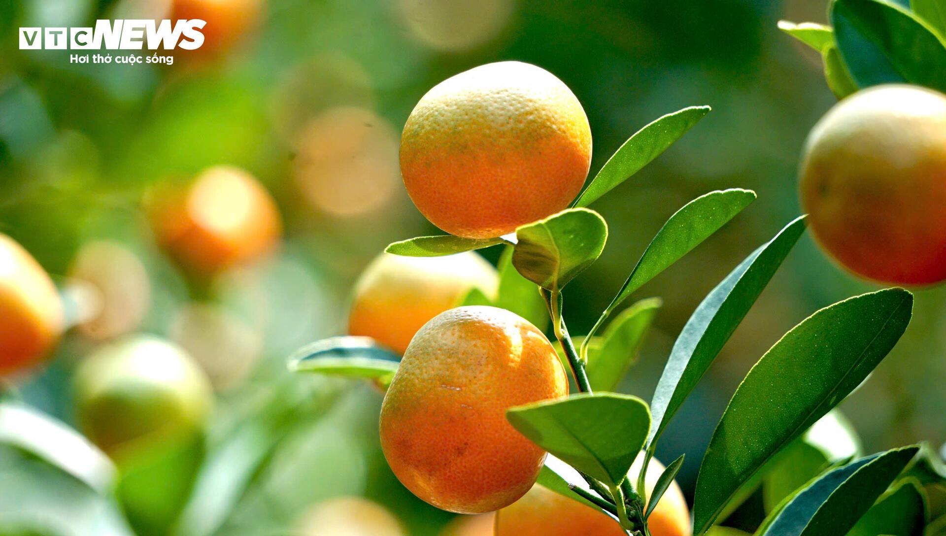 Quất bonsai, bưởi Diễn trưng Tết ế khách, nhà vườn TP.HCM rầu rĩ - Ảnh 10