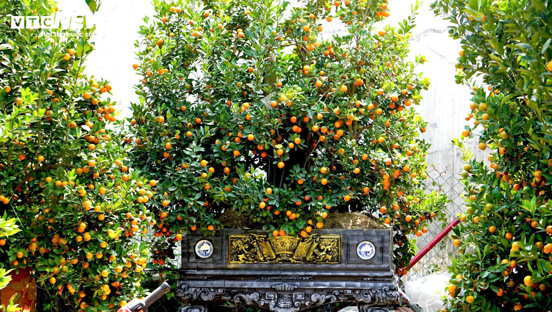 Quất bonsai, bưởi Diễn trưng Tết ế khách, nhà vườn TP.HCM rầu rĩ - Ảnh 8