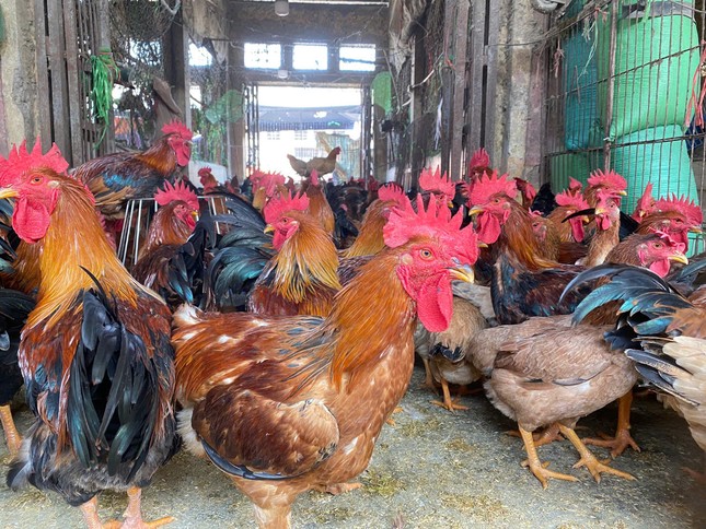 'Đột nhập' chợ gia cầm lớn nhất miền Bắc ngày giáp Tết - Ảnh 2