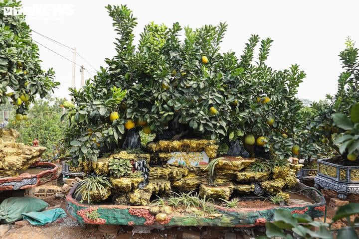 Mãn nhãn ngắm bưởi 'phi thuyền' giá trăm triệu đồng chơi Tết Ất Tỵ - Ảnh 7