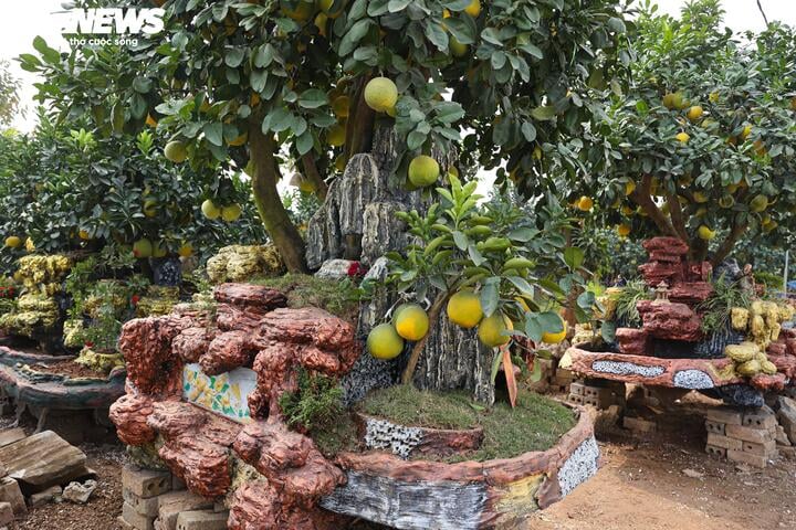 Mãn nhãn ngắm bưởi 'phi thuyền' giá trăm triệu đồng chơi Tết Ất Tỵ - Ảnh 8