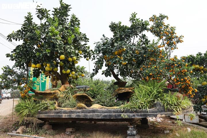 Mãn nhãn ngắm bưởi 'phi thuyền' giá trăm triệu đồng chơi Tết Ất Tỵ - Ảnh 5