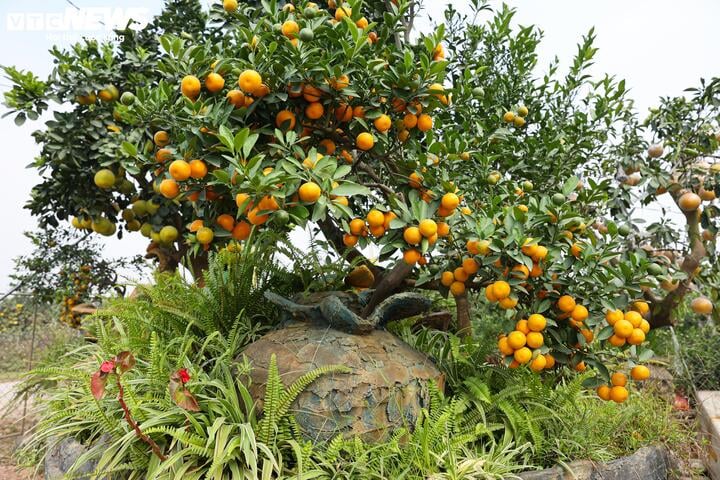 Mãn nhãn ngắm bưởi 'phi thuyền' giá trăm triệu đồng chơi Tết Ất Tỵ - Ảnh 12