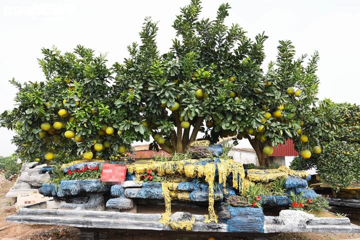 Mãn nhãn ngắm bưởi 'phi thuyền' giá trăm triệu đồng chơi Tết Ất Tỵ - Ảnh 9