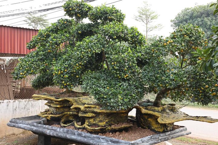 Mãn nhãn ngắm bưởi 'phi thuyền' giá trăm triệu đồng chơi Tết Ất Tỵ - Ảnh 13