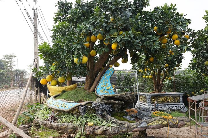 Mãn nhãn ngắm bưởi 'phi thuyền' giá trăm triệu đồng chơi Tết Ất Tỵ - Ảnh 6