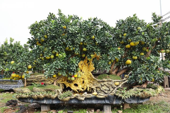 Mãn nhãn ngắm bưởi 'phi thuyền' giá trăm triệu đồng chơi Tết Ất Tỵ - Ảnh 3