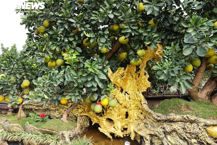 Mãn nhãn ngắm bưởi 'phi thuyền' giá trăm triệu đồng chơi Tết Ất Tỵ - Ảnh 4