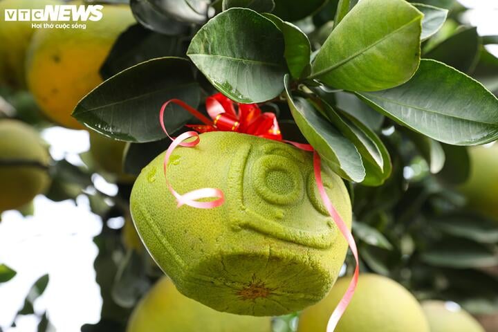 Mãn nhãn ngắm bưởi 'phi thuyền' giá trăm triệu đồng chơi Tết Ất Tỵ - Ảnh 10