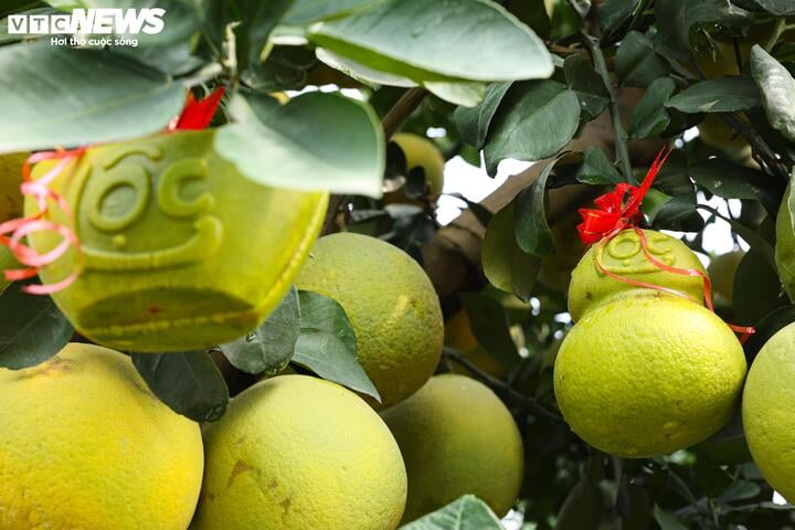 Mãn nhãn ngắm bưởi 'phi thuyền' giá trăm triệu đồng chơi Tết Ất Tỵ - Ảnh 11