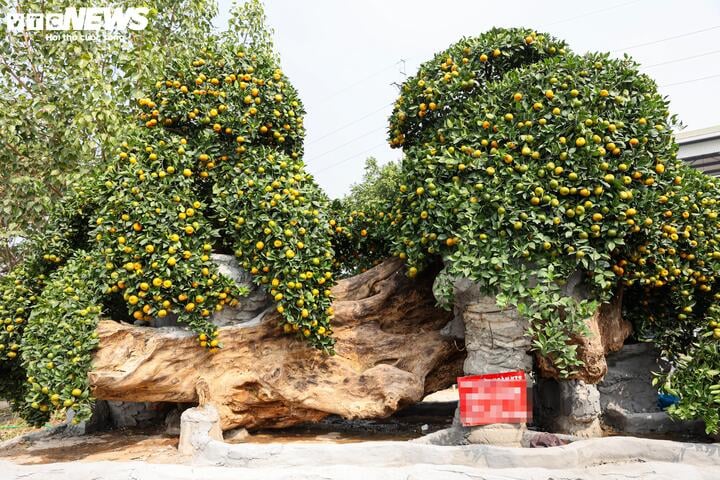 Mãn nhãn ngắm bưởi 'phi thuyền' giá trăm triệu đồng chơi Tết Ất Tỵ - Ảnh 14