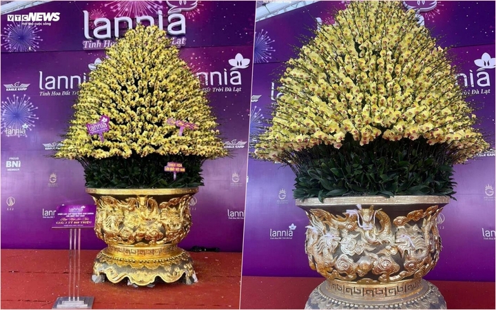 3 cây cảnh đắt nhất thị trường Tết 2025: Giá bán khiến ai cũng giật mình - Ảnh 1