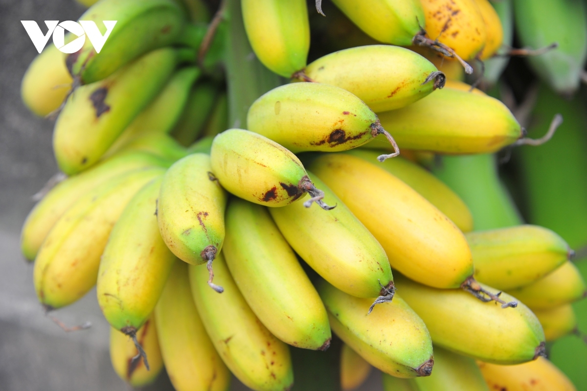 Đặc sản chuối tiến vua "làng Vũ Đại" cháy hàng dịp Tết - Ảnh 10