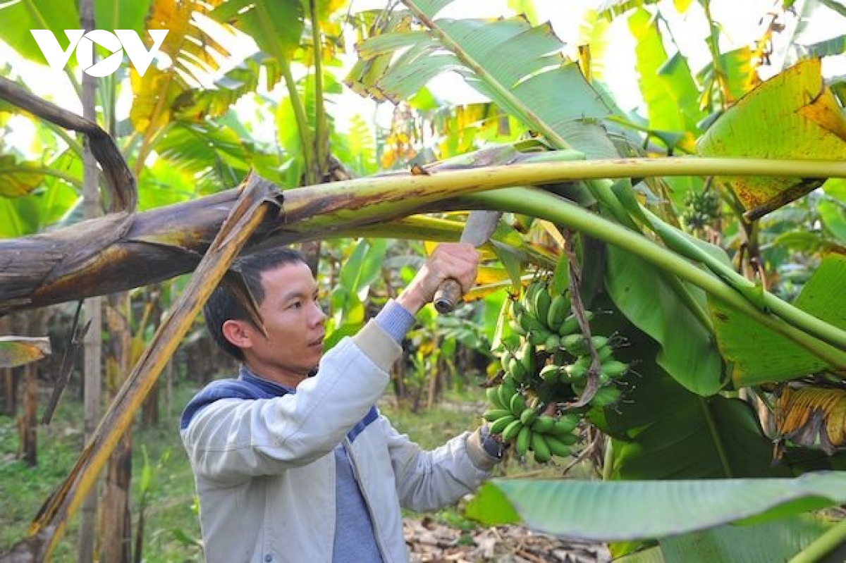 Đặc sản chuối tiến vua "làng Vũ Đại" cháy hàng dịp Tết - Ảnh 5