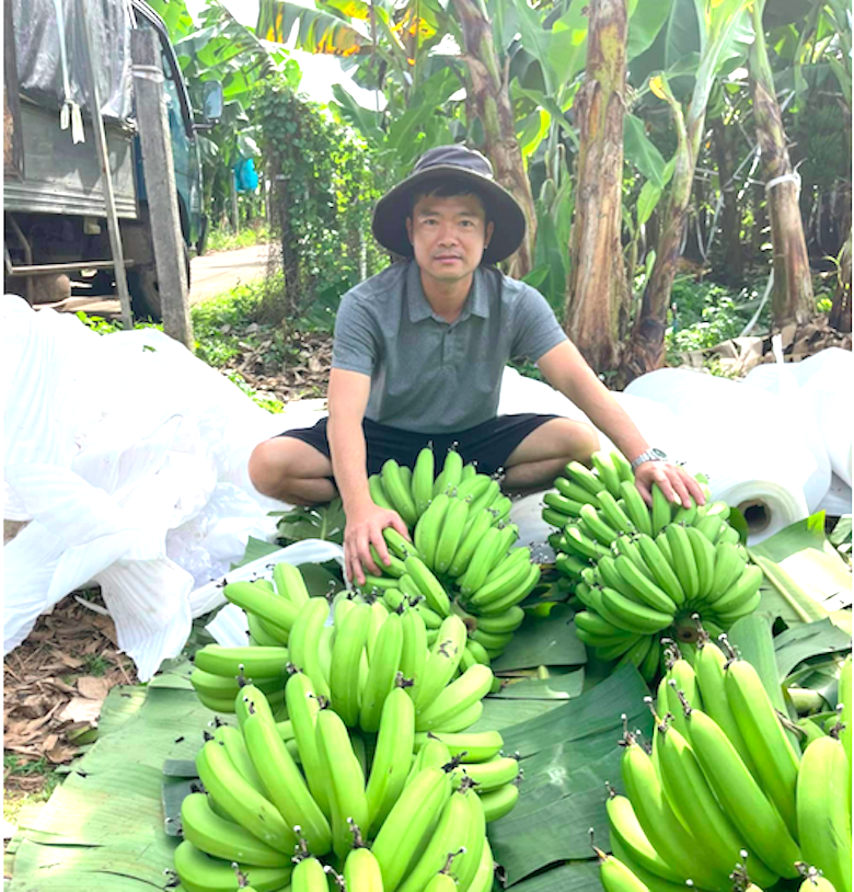 Giá chuối xanh dịp Tết đắt gấp 2-4 lần năm ngoái, thương lái vào Nam gom mang ra Bắc bán - Ảnh 1