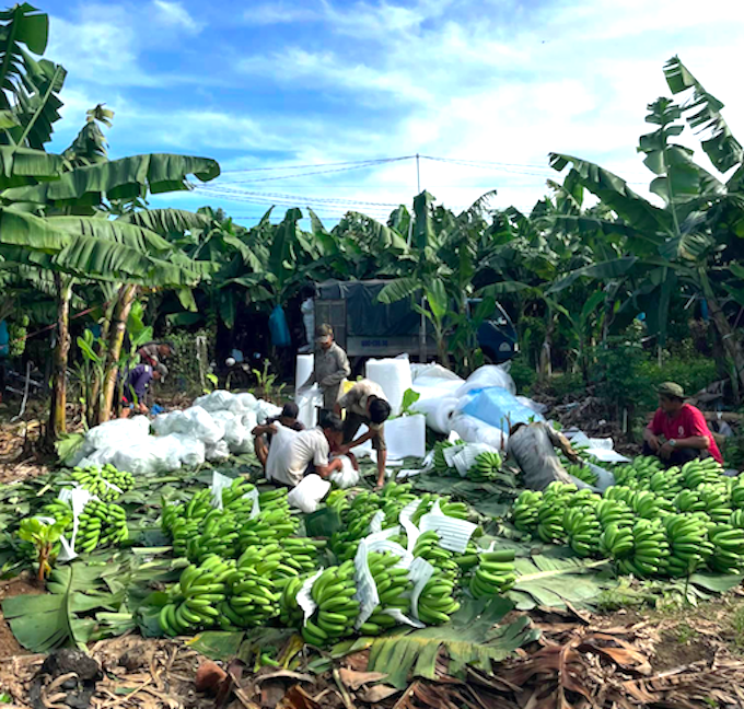 Giá chuối xanh dịp Tết đắt gấp 2-4 lần năm ngoái, thương lái vào Nam gom mang ra Bắc bán - Ảnh 2