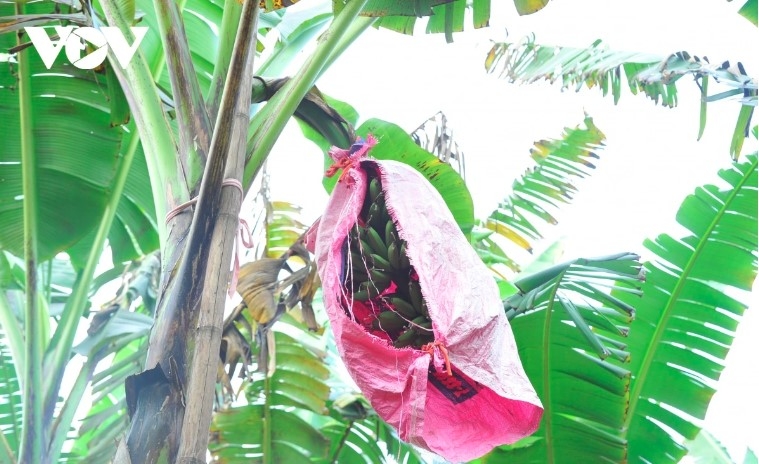 Đặc sản chuối tiến vua "làng Vũ Đại" cháy hàng dịp Tết - Ảnh 3