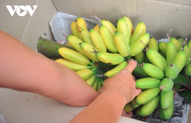 Đặc sản chuối tiến vua "làng Vũ Đại" cháy hàng dịp Tết - Ảnh 8