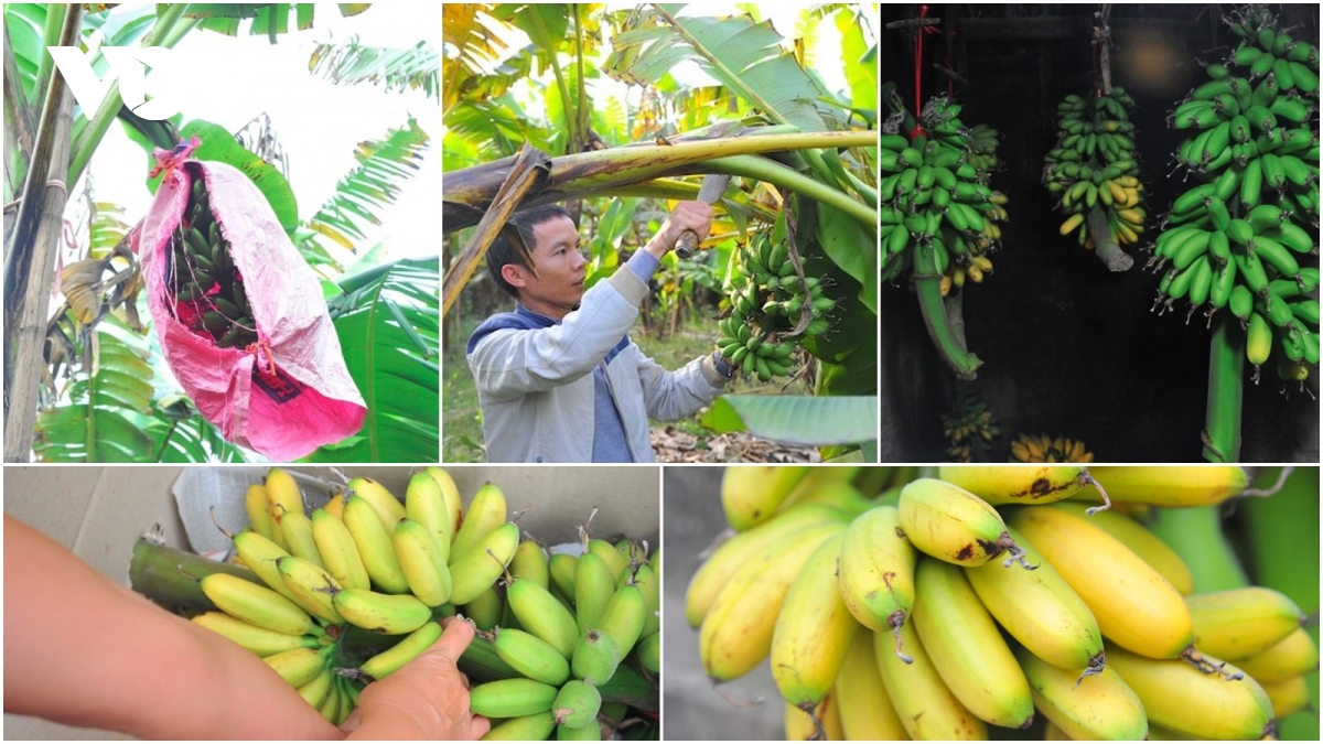 Đặc sản chuối tiến vua "làng Vũ Đại" cháy hàng dịp Tết - Ảnh 1