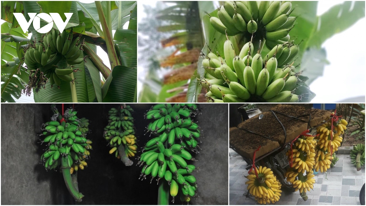 Đặc sản chuối tiến vua "làng Vũ Đại" cháy hàng dịp Tết - Ảnh 2