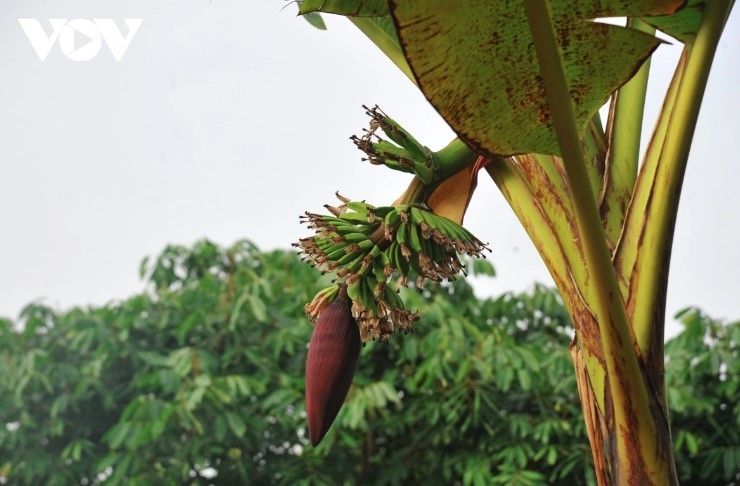 Đặc sản chuối tiến vua "làng Vũ Đại" cháy hàng dịp Tết - Ảnh 12