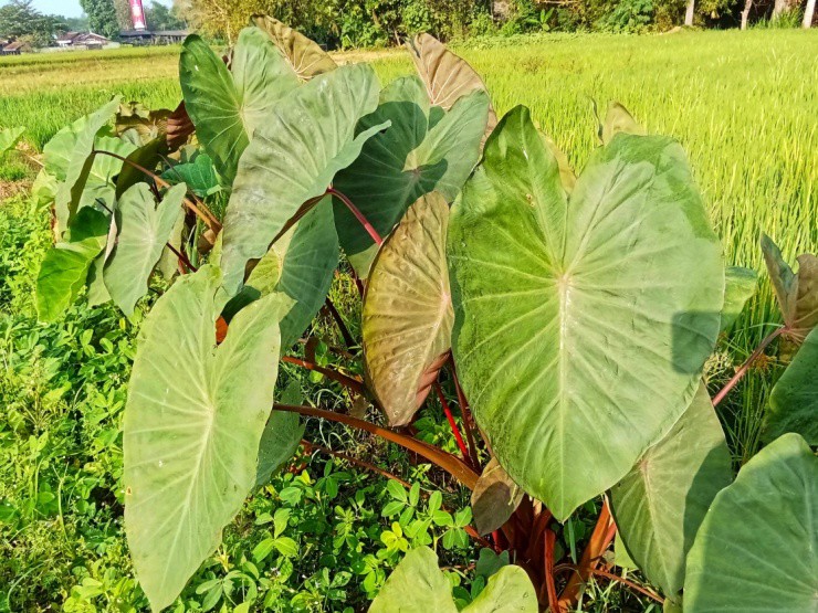 Người Việt chỉ ăn củ của cây này, ít ai biết thân của nó cũng có thể “hái ra tiền” - Ảnh 2