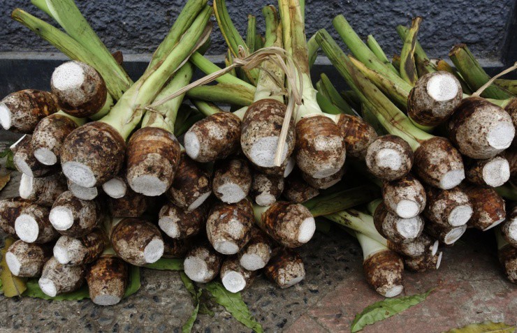 Người Việt chỉ ăn củ của cây này, ít ai biết thân của nó cũng có thể “hái ra tiền” - Ảnh 3