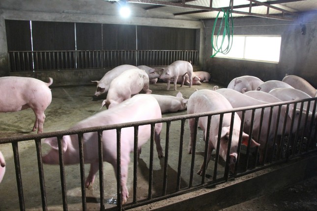 Hiệp hội chăn nuôi Đồng Nai 'cầu cứu' - Ảnh 1