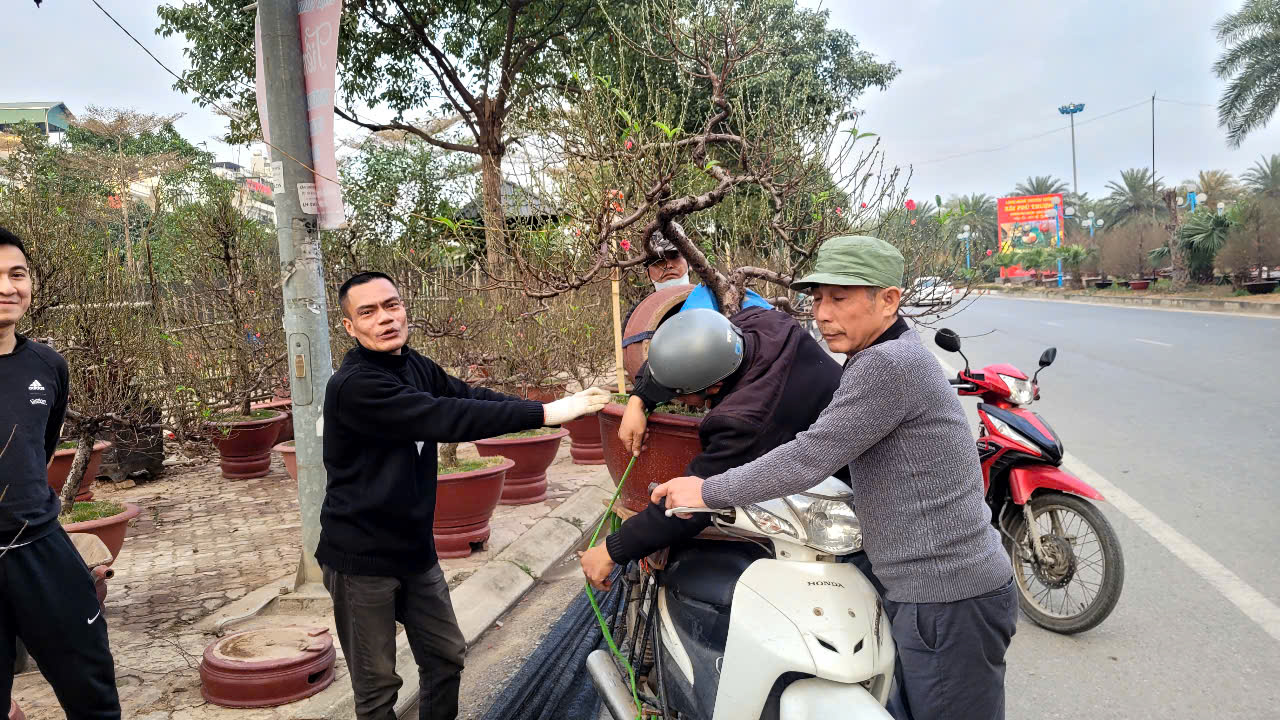 Đào, quất Tết giảm giá sớm - Ảnh 4