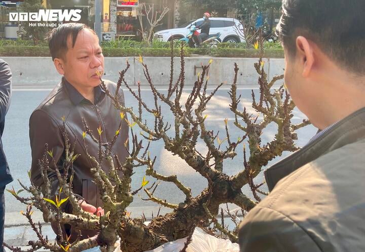 Bão số 3 có làm đào Tết 2025 khan hiếm, đội giá? - Ảnh 3