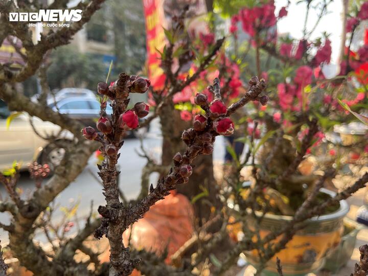 Bão số 3 có làm đào Tết 2025 khan hiếm, đội giá? - Ảnh 1