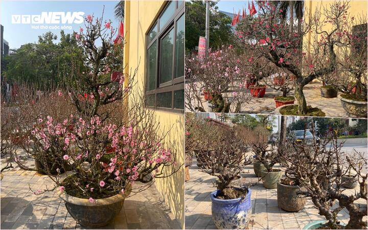 Bão số 3 có làm đào Tết 2025 khan hiếm, đội giá? - Ảnh 2