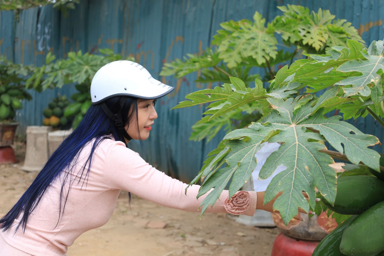 Đu đủ bonsai giá chục triệu đón Tết Nguyên đán Ất Tỵ - Ảnh 2