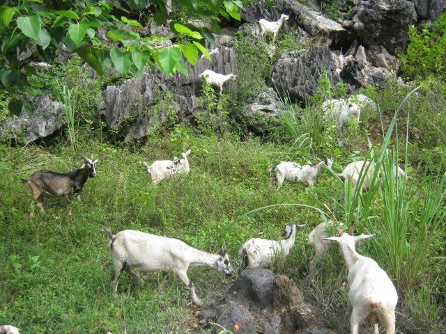 Đùi dê núi xông khói có gì đặc biệt mà nhiều người đang 'săn lùng'? - Ảnh 1