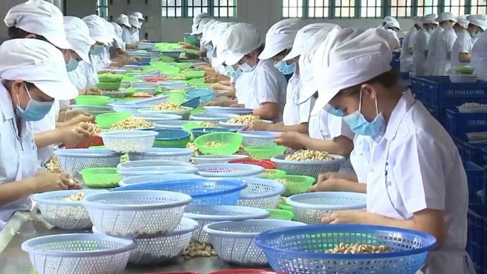 Mỹ là khách hàng lớn nhất của ngành điều Việt Nam - Ảnh 1