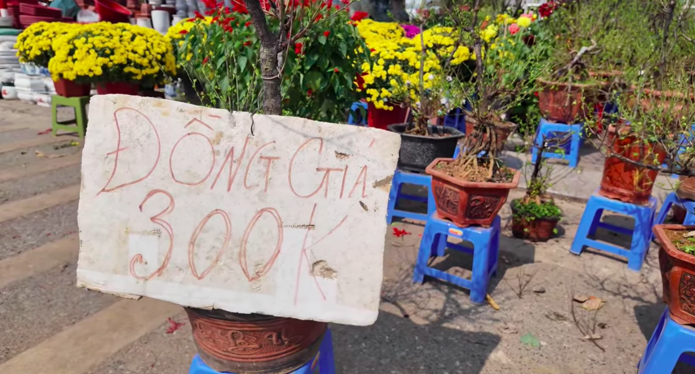 Đào, quất Tết giảm giá sớm - Ảnh 3