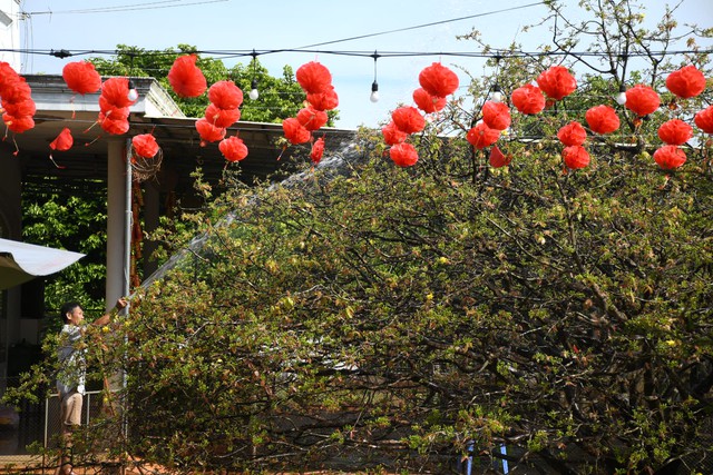 Ngóng cây mai vàng “đẹp nhất Việt Nam" bao năm bung nở đúng Mùng 1 Tết - Ảnh 2