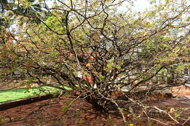 Ngóng cây mai vàng “đẹp nhất Việt Nam" bao năm bung nở đúng Mùng 1 Tết - Ảnh 23