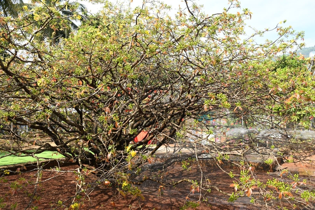 Ngóng cây mai vàng “đẹp nhất Việt Nam" bao năm bung nở đúng Mùng 1 Tết - Ảnh 6