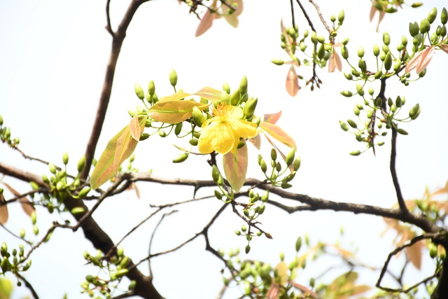Ngóng cây mai vàng “đẹp nhất Việt Nam" bao năm bung nở đúng Mùng 1 Tết - Ảnh 10