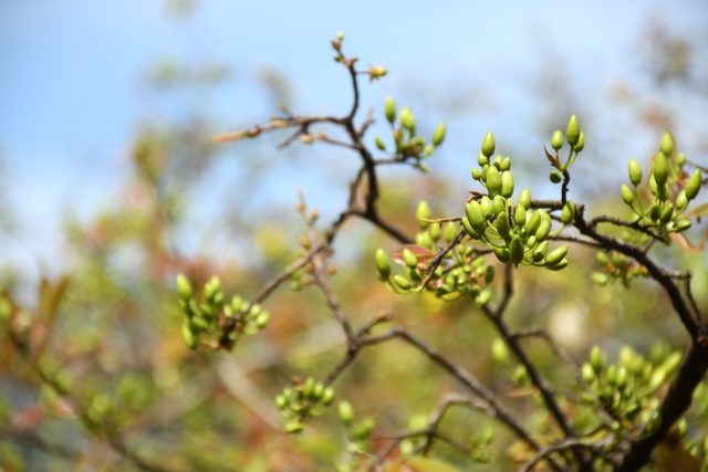 Ngóng cây mai vàng “đẹp nhất Việt Nam" bao năm bung nở đúng Mùng 1 Tết - Ảnh 8