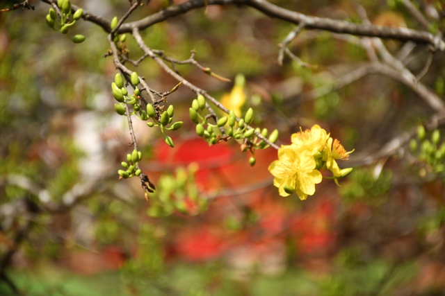 Ngóng cây mai vàng “đẹp nhất Việt Nam" bao năm bung nở đúng Mùng 1 Tết - Ảnh 11