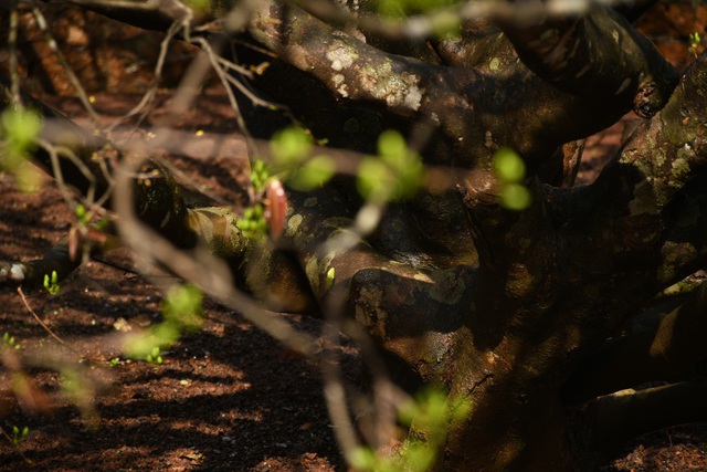 Ngóng cây mai vàng “đẹp nhất Việt Nam" bao năm bung nở đúng Mùng 1 Tết - Ảnh 19