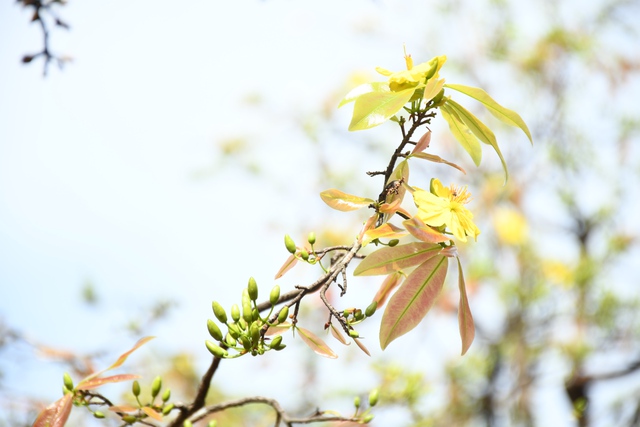 Ngóng cây mai vàng “đẹp nhất Việt Nam" bao năm bung nở đúng Mùng 1 Tết - Ảnh 13