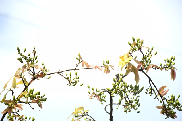 Ngóng cây mai vàng “đẹp nhất Việt Nam" bao năm bung nở đúng Mùng 1 Tết - Ảnh 12