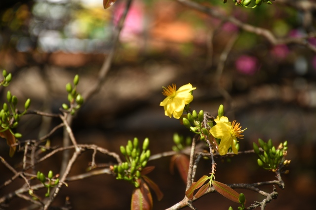 Ngóng cây mai vàng “đẹp nhất Việt Nam" bao năm bung nở đúng Mùng 1 Tết - Ảnh 14