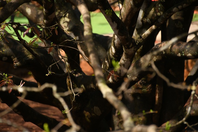 Ngóng cây mai vàng “đẹp nhất Việt Nam" bao năm bung nở đúng Mùng 1 Tết - Ảnh 22