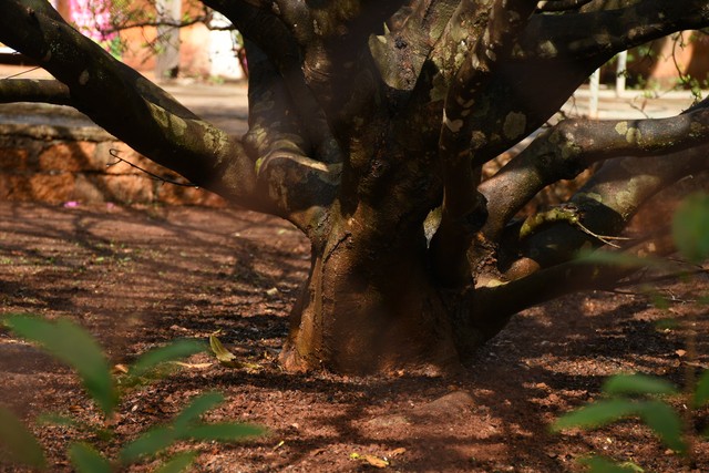 Ngóng cây mai vàng “đẹp nhất Việt Nam" bao năm bung nở đúng Mùng 1 Tết - Ảnh 20