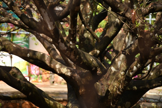 Ngóng cây mai vàng “đẹp nhất Việt Nam" bao năm bung nở đúng Mùng 1 Tết - Ảnh 21